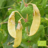 Pois Mangetout Golden Sweet Bio