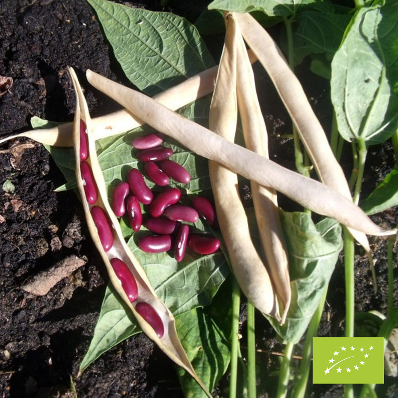 Haricot rouge à écosser Canadian Wonder Bio