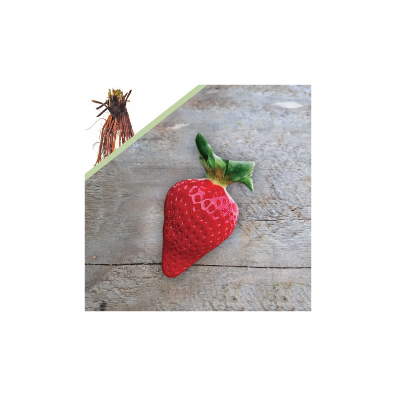 plant fraisier chloe racines nues