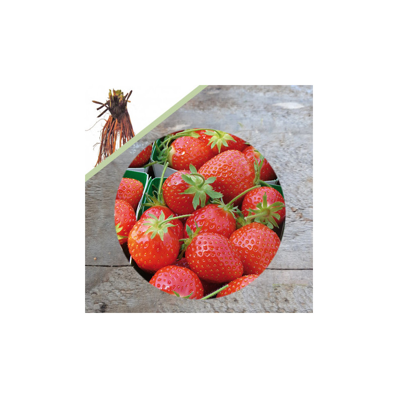 Plant de fraisier Anaïs (racines nues)