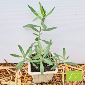 Estragon Français Bio (Artemisia)