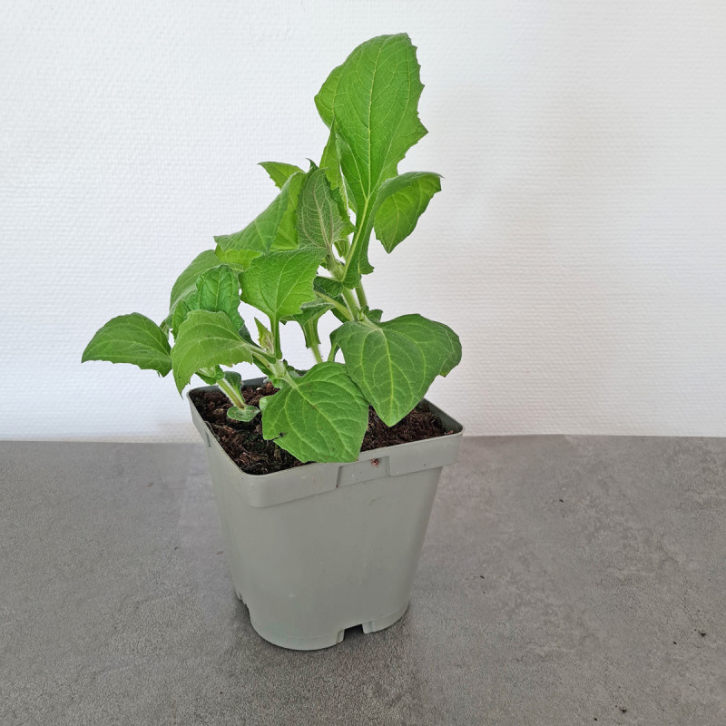 Plant de Poire de Terre (Yacon) 2 l