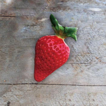 Plant de fraisier Chloé (godet)