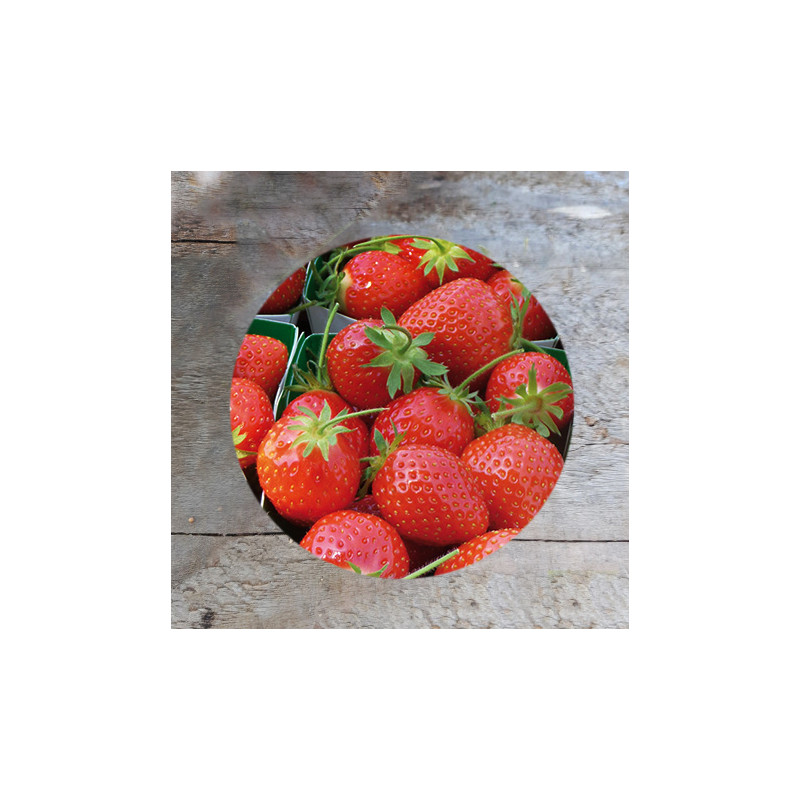 Plant de fraisier Anaïs (godet)