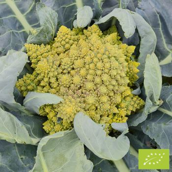Chou romanesco Veronica F1 Bio