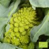 Chou romanesco Veronica F1 Bio