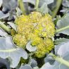 Chou brocoli Aquiles F1