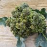 Chou brocoli Aquiles F1