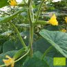 Cornichon Diamant F1 Bio