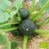 Courge / Courgette Zapallito del Tronco Bio