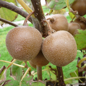 Kiwi mâle Minkigold (Pot de 2L)