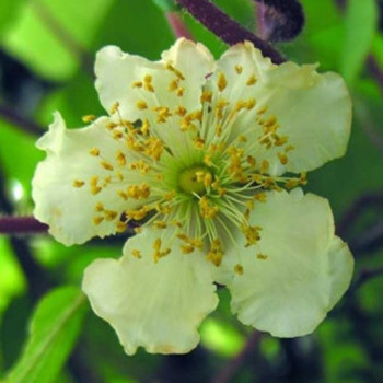 Kiwi mâle Minkigold (Pot de 2L)