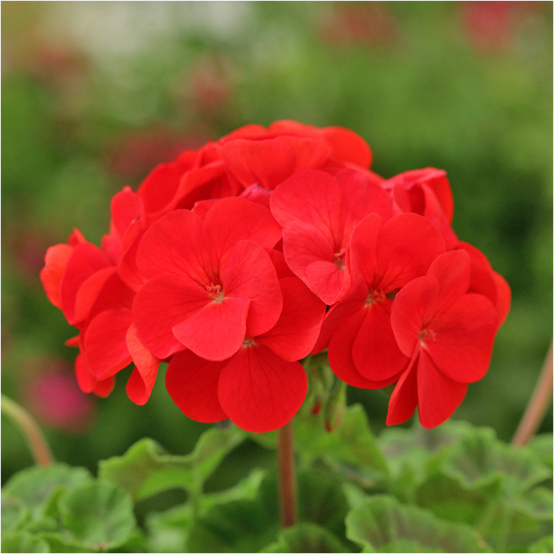 Géranium Dancer Red Géranium Dancer Red