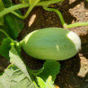 Plant de Melon Mangomel F1