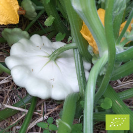 Plant de Pâtisson blanc Bio