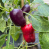 Plant de Poivron Oda