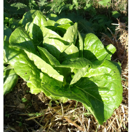 Laitue Romaine Verte Maraîchère