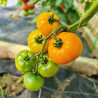 Plant de Tomate Yellow Gold F1