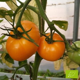 Plant de Tomate Orange Queen Bio
