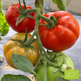 Plant de Tomate Saint Pierre Bio