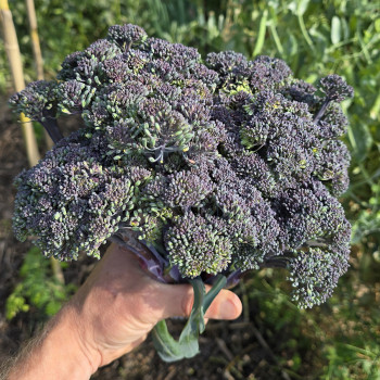 Chou brocoli Purple Magic F1
