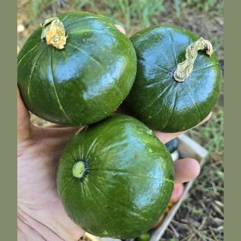 Courge / Courgette Zapallito del Tronco Bio