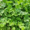 Persil Plat Géant d'Italie Vigor