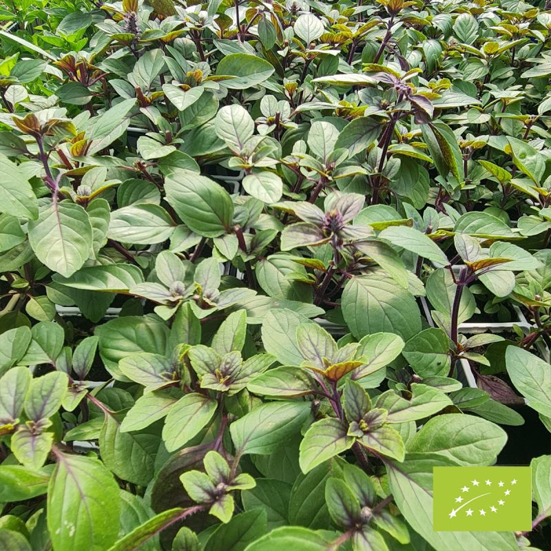 Basilic pourpre Blossom® Bio Basilic pourpre Blossom® Bio