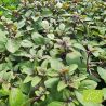 Basilic pourpre Blossom® Bio