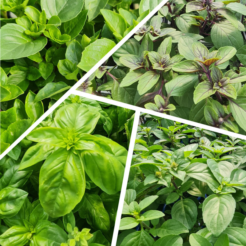 Collection de basilics (x4 plants)