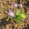 Browallia Blue Lady