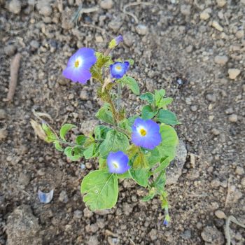 Browallia Blue Lady