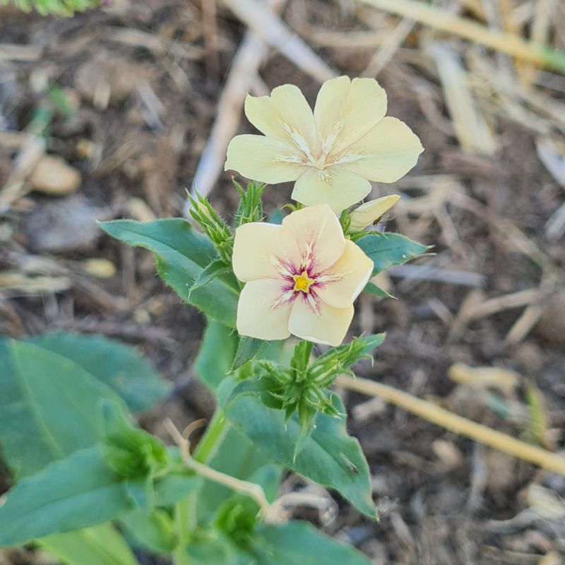 Phlox Crème Brûlée Phlox Crème Brûlée