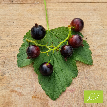 Plant de cassis Black Down Bio (godet 9 cm)