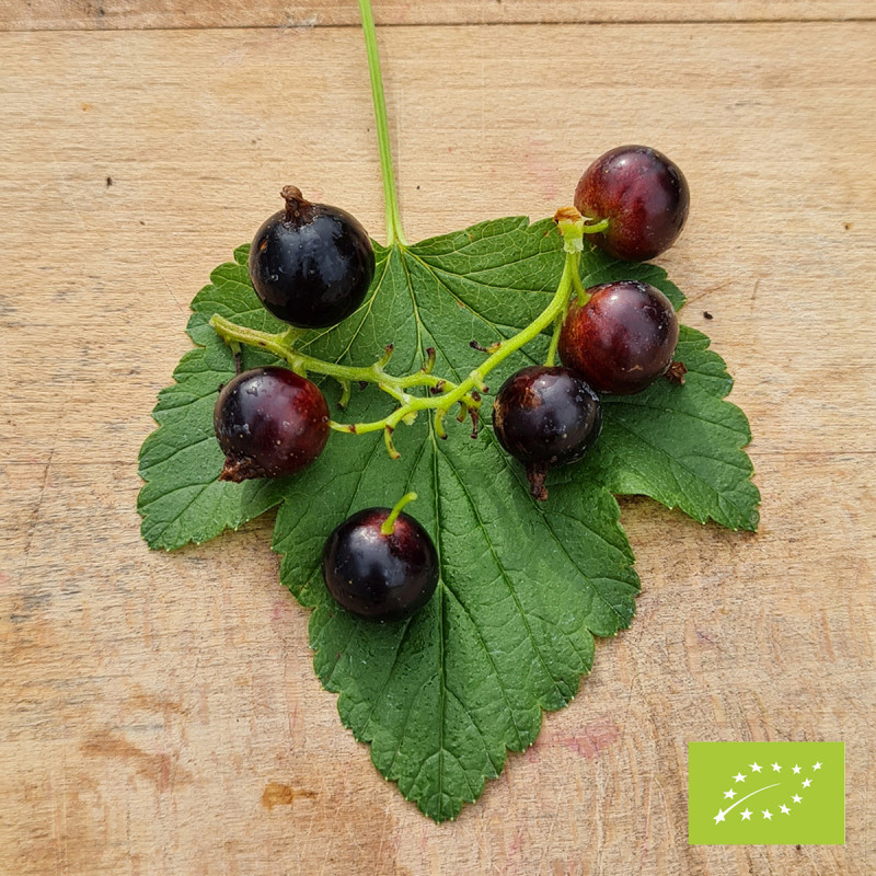 Plant de cassis Black Down Bio (godet 9 cm)