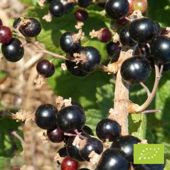 Plant de cassis Géant de Boskoop Bio