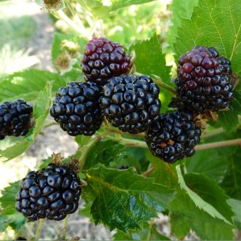 Plant de mûre Montblanc (godet de 9 cm)