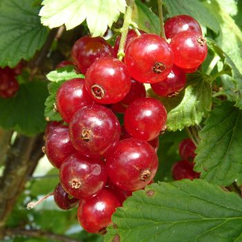 Plant de groseillier Lisette® (godet 9 cm)