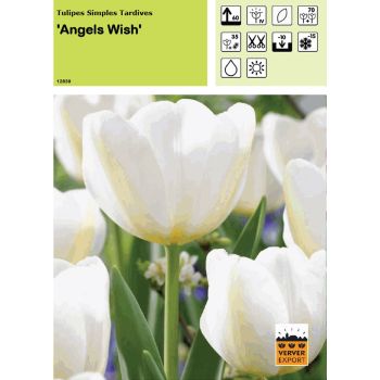 Tulipe Angels Wish