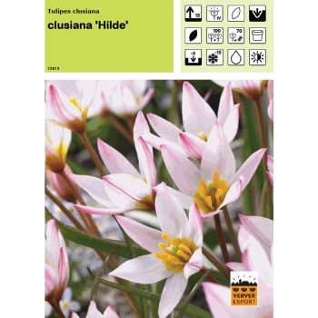 Tulipe clusiana Hilde