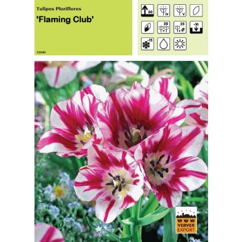 Tulipe Flaming Club