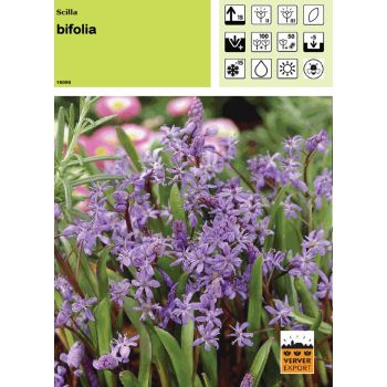 Scilla Bifolia
