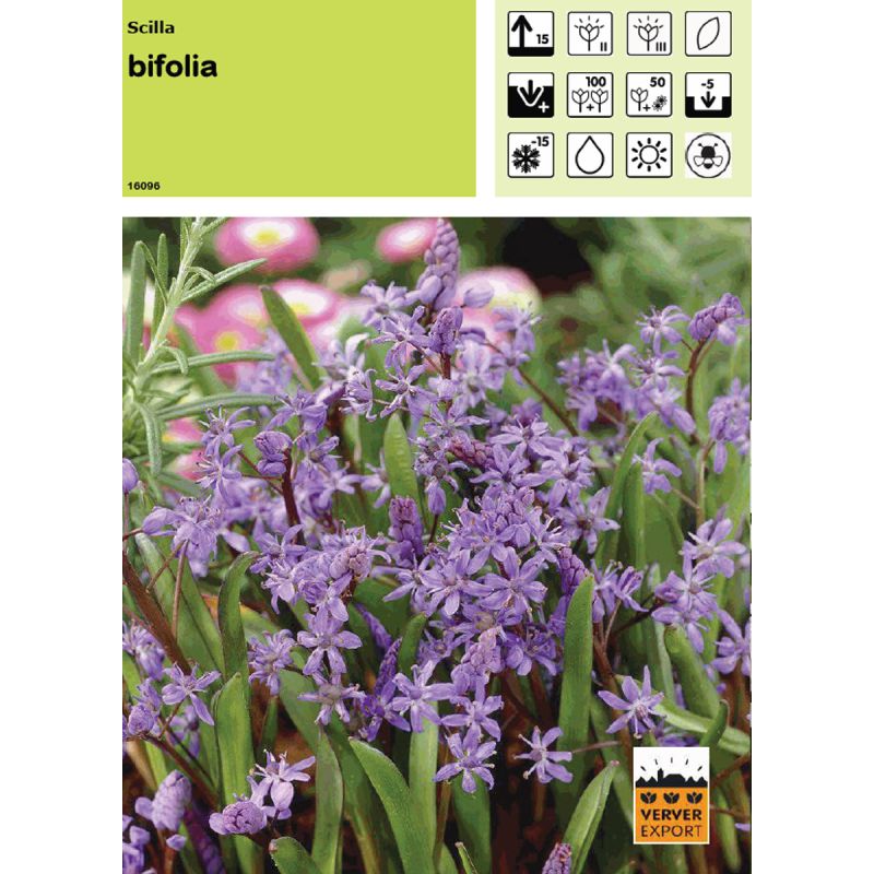 Scilla Bifolia Scilla Bifolia