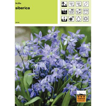 Scilla Siberica