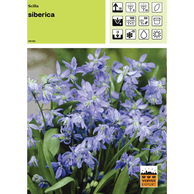 Scilla Siberica Scilla Siberica