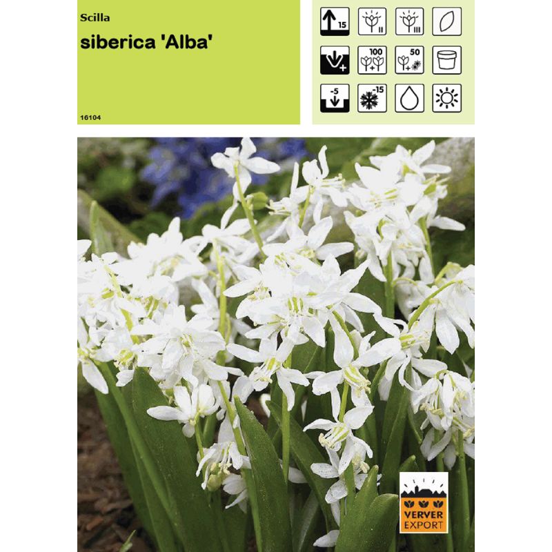 Scilla Siberica Alba Scilla Siberica Alba
