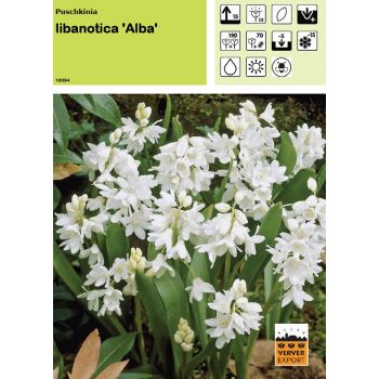 Puschkinia libanotica Alba