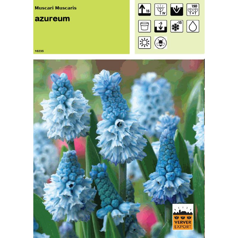 Muscari Azureum Muscari Azureum