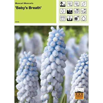 Muscari Baby's Breath