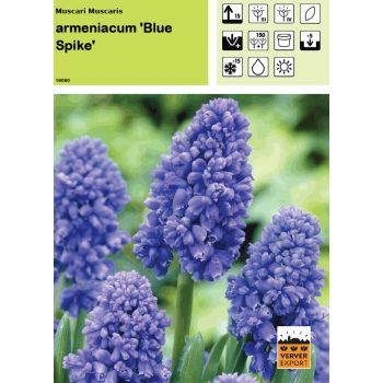 Muscari Blue Spike